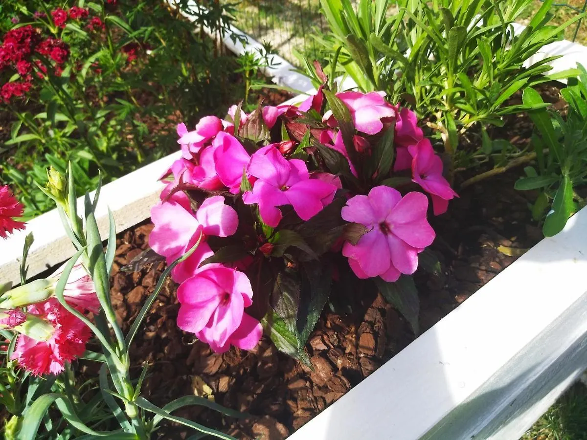 Apartments Anica Whit Parking Rovinj Kroatien