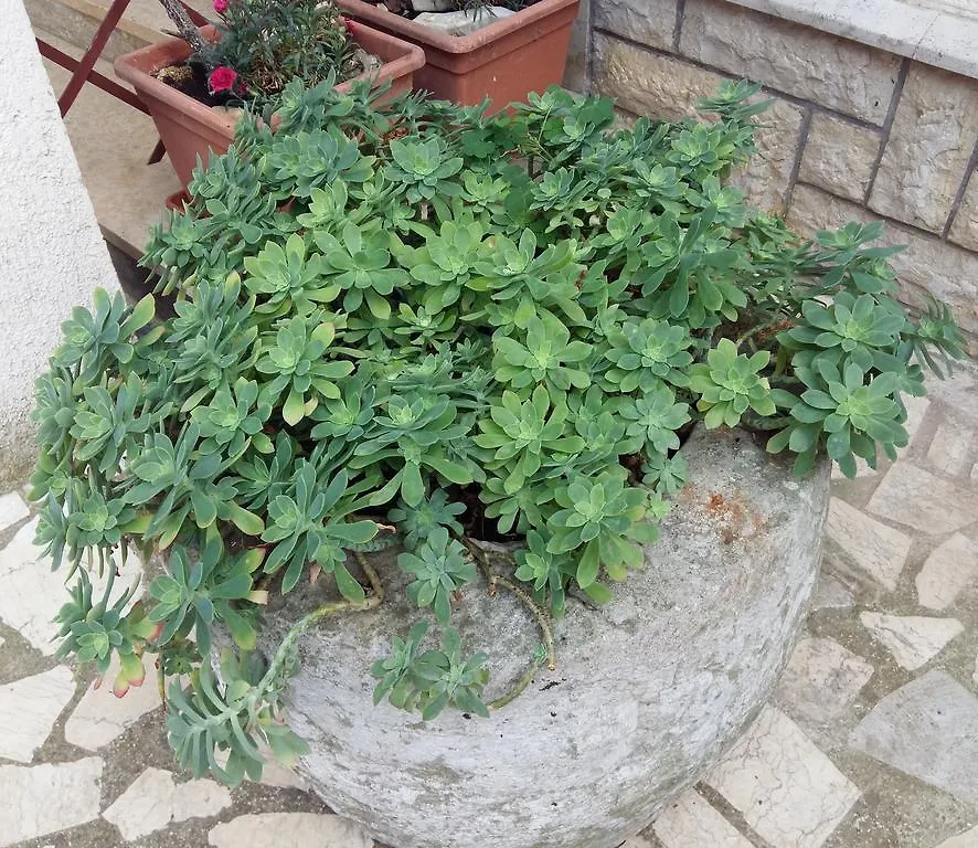 Apartments Anica Rovinj